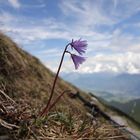 Soldanella alpina