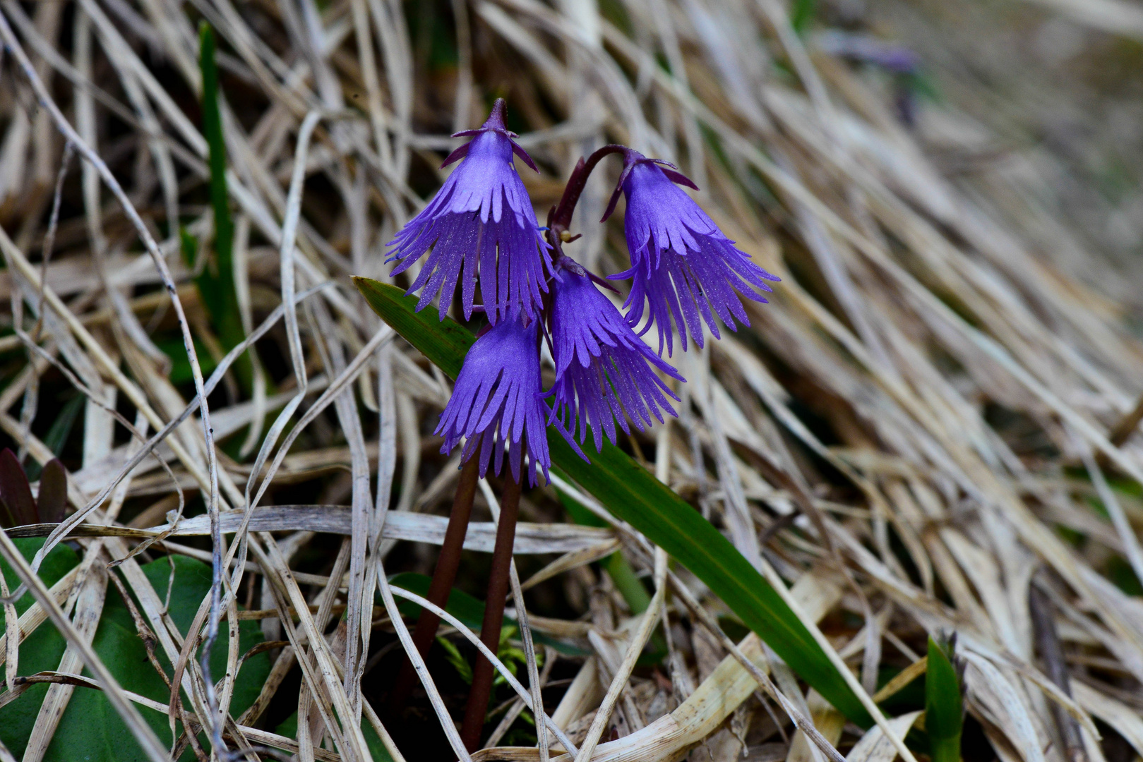 soldanella alpina