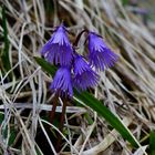 soldanella alpina