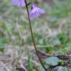 Soldanella alpina..