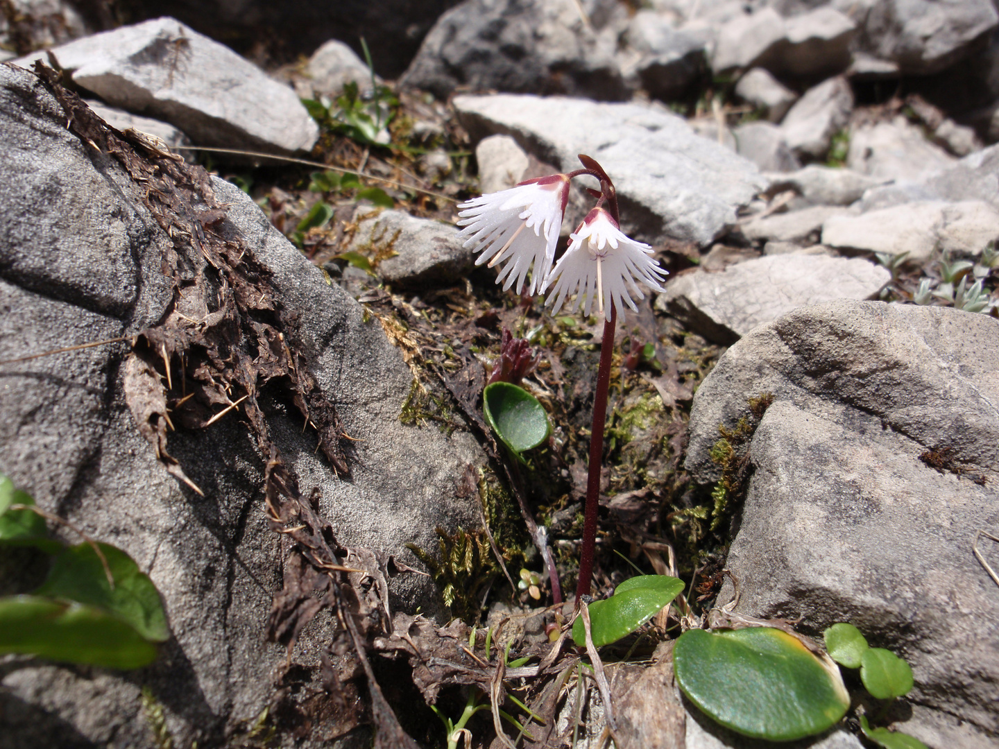 Soldanella alpina - alba (weißes Alpenglöckchen)