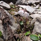 Soldanella alpina - alba (weißes Alpenglöckchen)