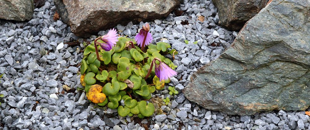 Soldanella alpina besitze ich zum ersten mal !!