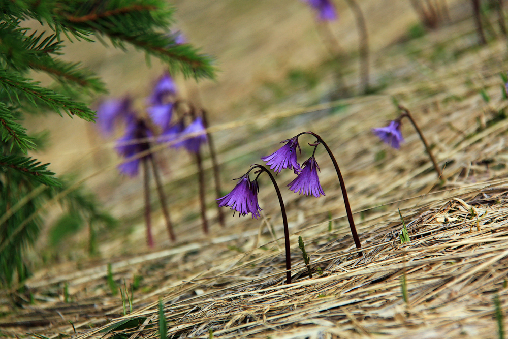 -Soldanella alpina-