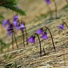 -Soldanella alpina-