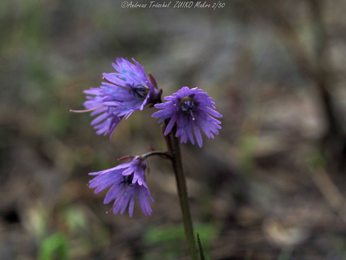 Soldanella alpina