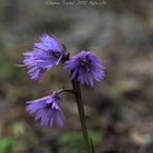 Soldanella alpina