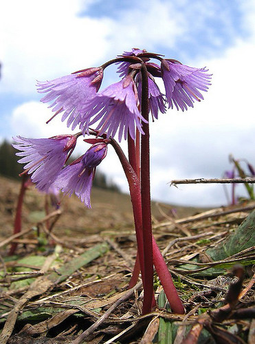 Soldanella alpina, Echtes Alpenglöckchen