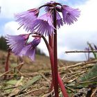 Soldanella alpina, Echtes Alpenglöckchen