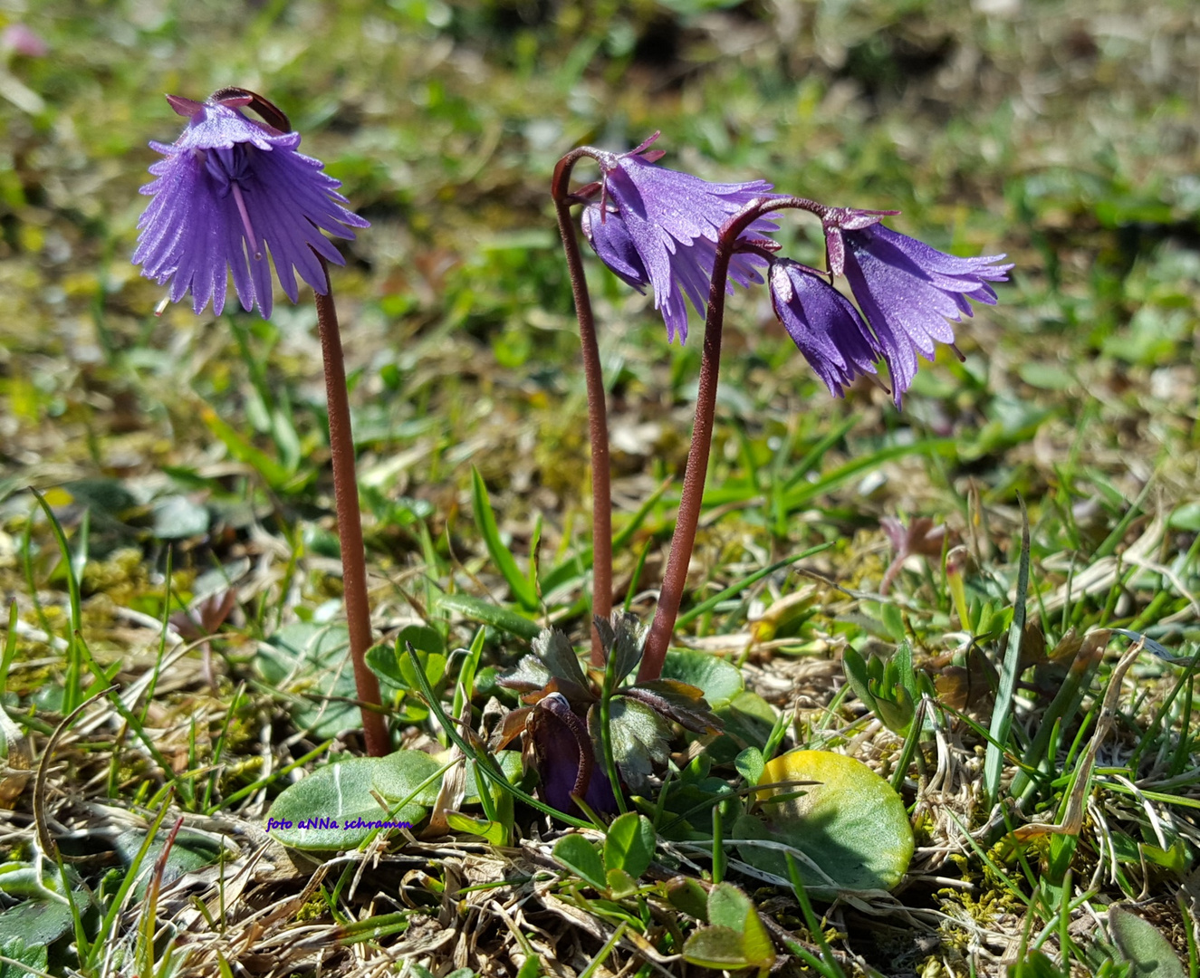  Soldanella alpina 