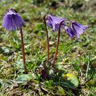  Soldanella alpina 