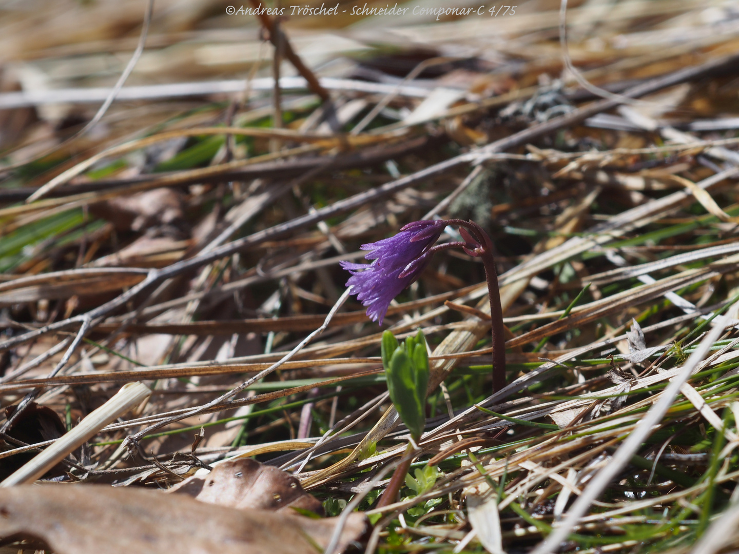 Soldanella spp