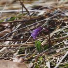 Soldanella spp