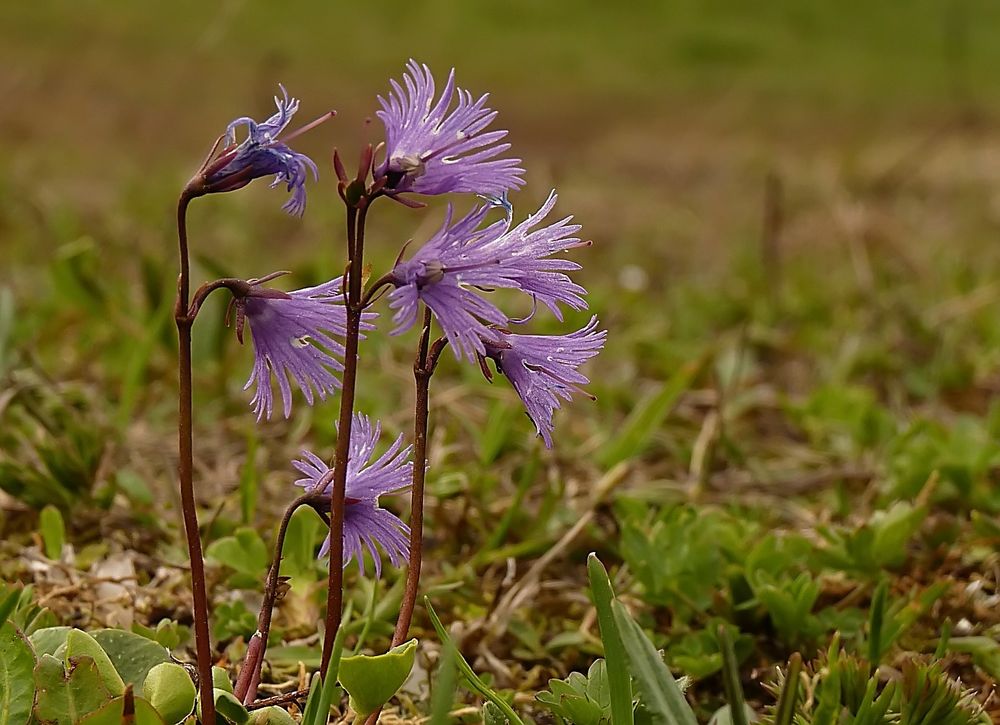 Soldanellen