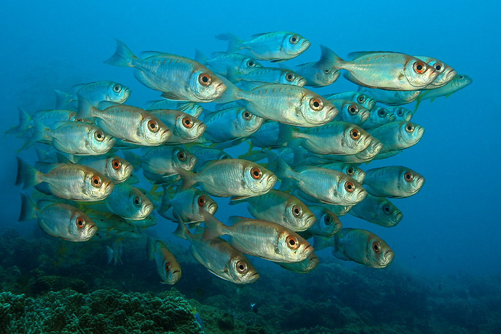 Soldatenfische vor Ponta do Ouro