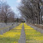soldatenfriedhofteppich