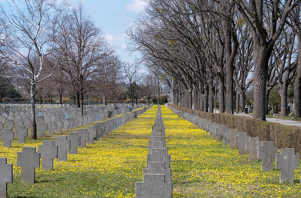 soldatenfriedhofteppich