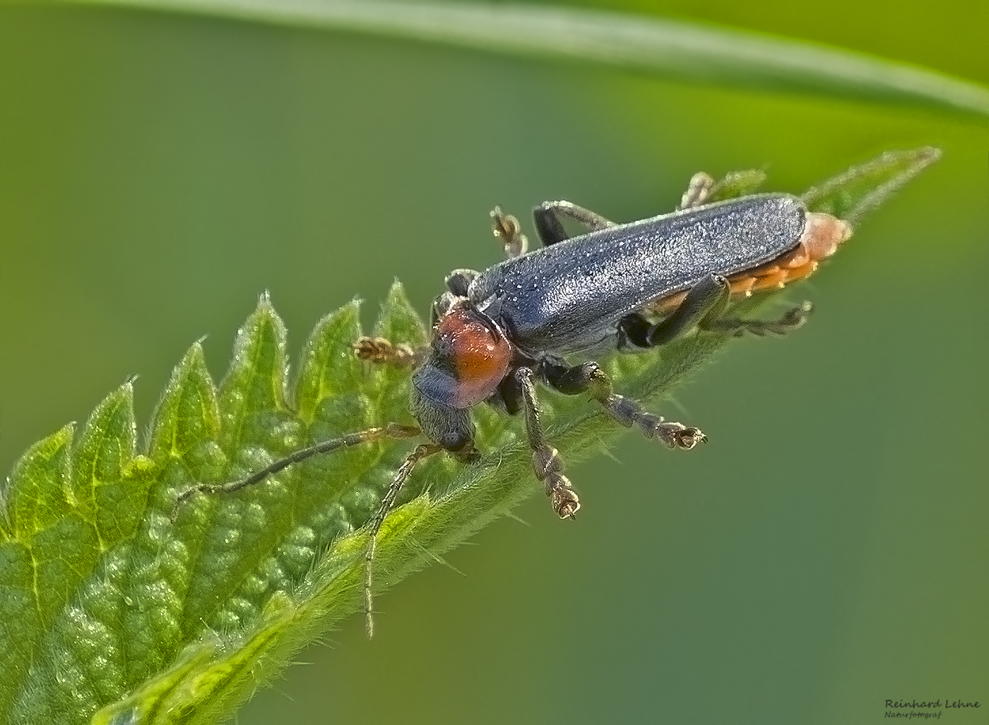 Soldatenkäfer 