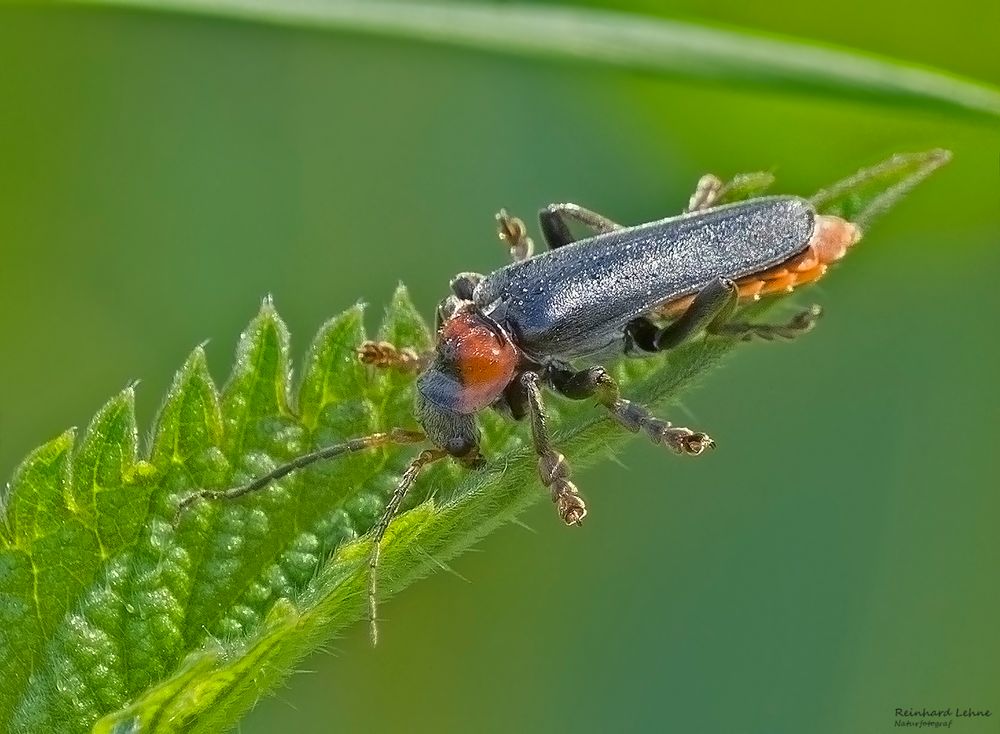 Soldatenkäfer 