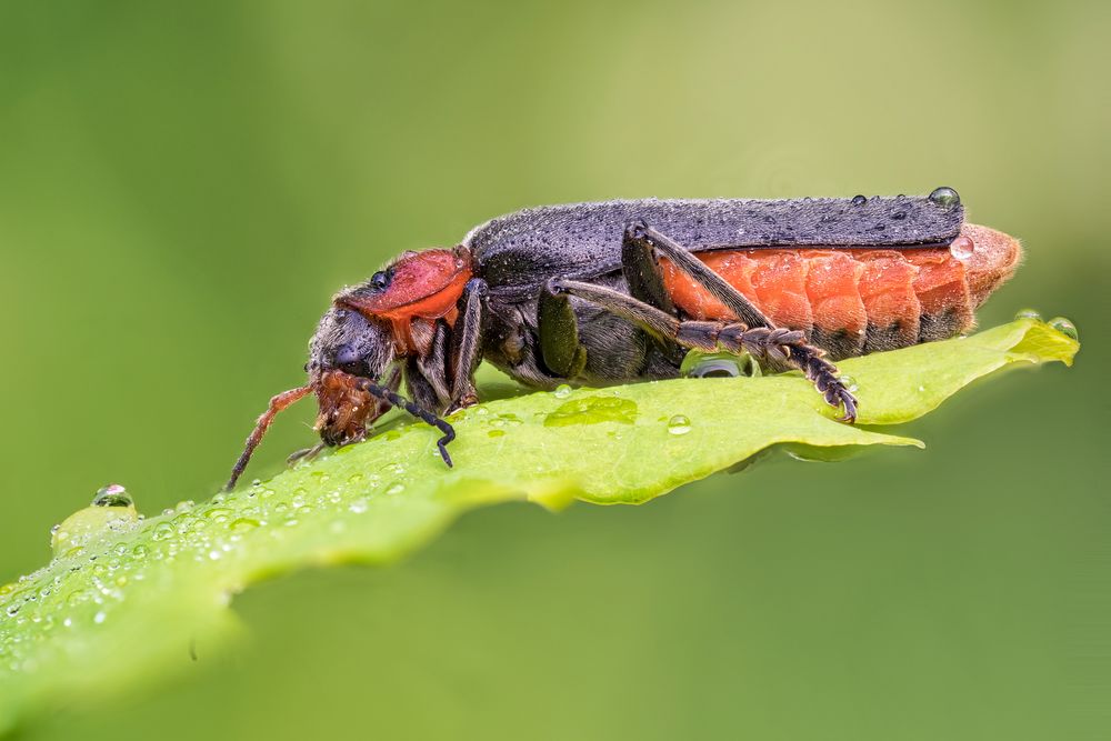 Soldatenkäfer