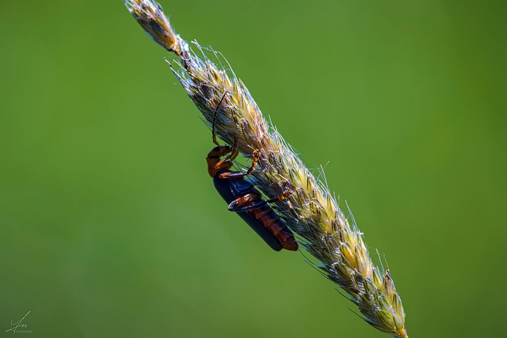 Soldatenkäfer