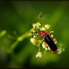 Soldatenkäfer an einer Blüte