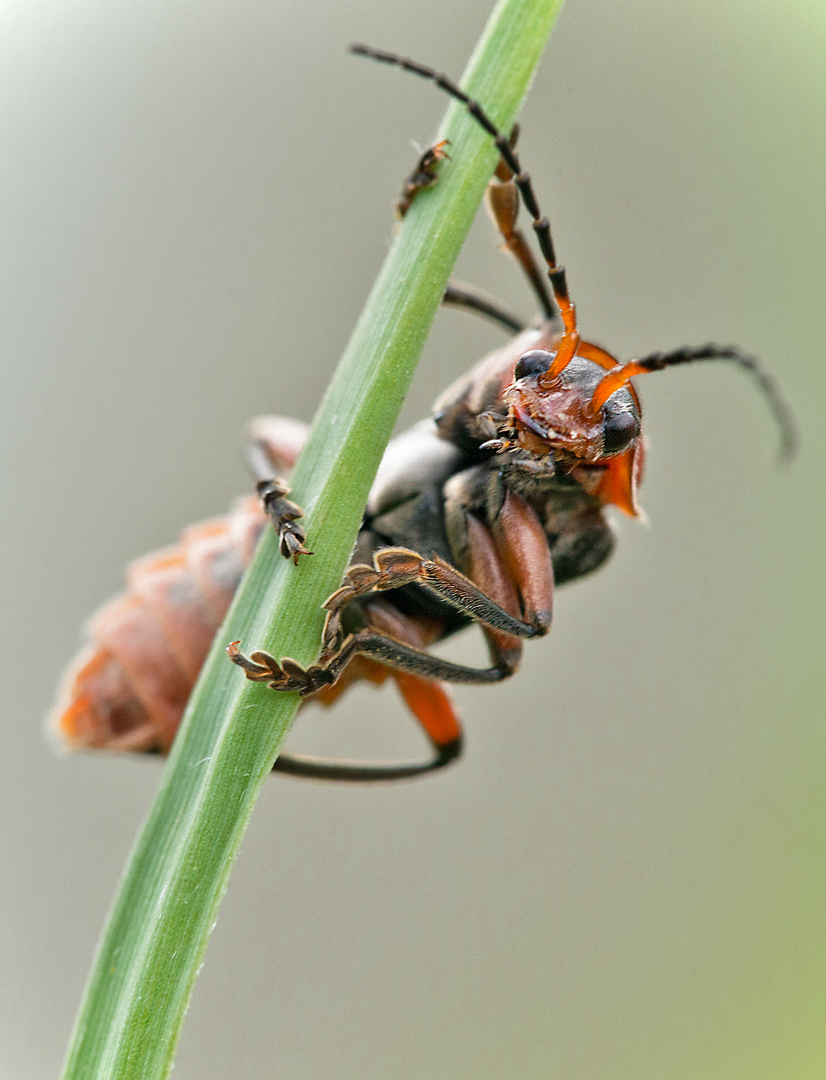 Soldatenkäfer-auf-Mission