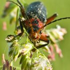 Soldatenkäfer beim "Aufwachen"