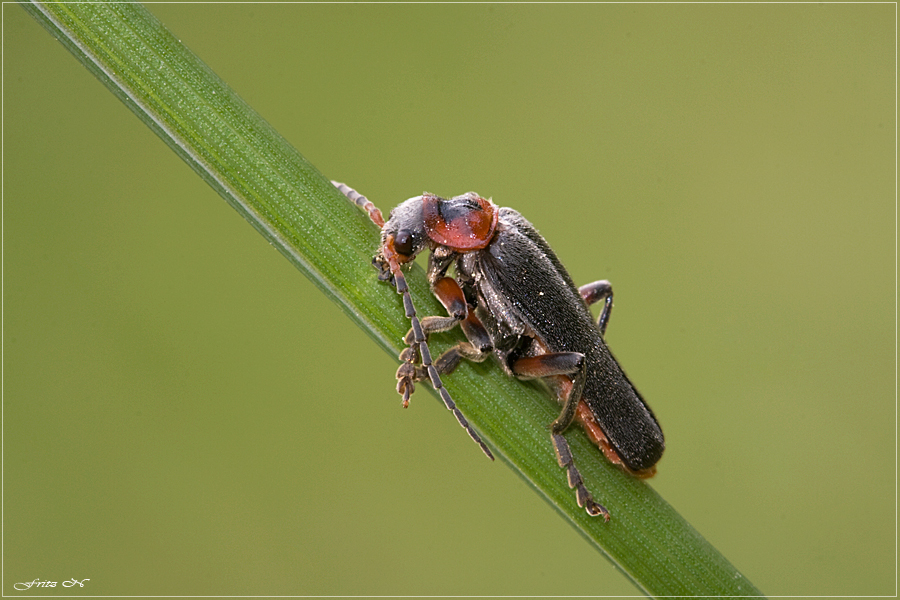 Soldatenkäfer ( Cantharis fusca )