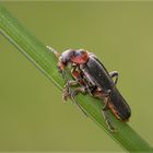 Soldatenkäfer ( Cantharis fusca )