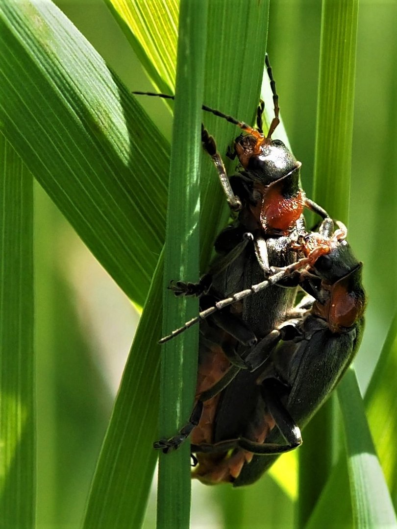 Soldatenkäfer (Cantharis fusca)