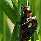 Soldatenkäfer (Cantharis fusca)