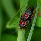 Soldatenkäfer (Cantharis fusca)