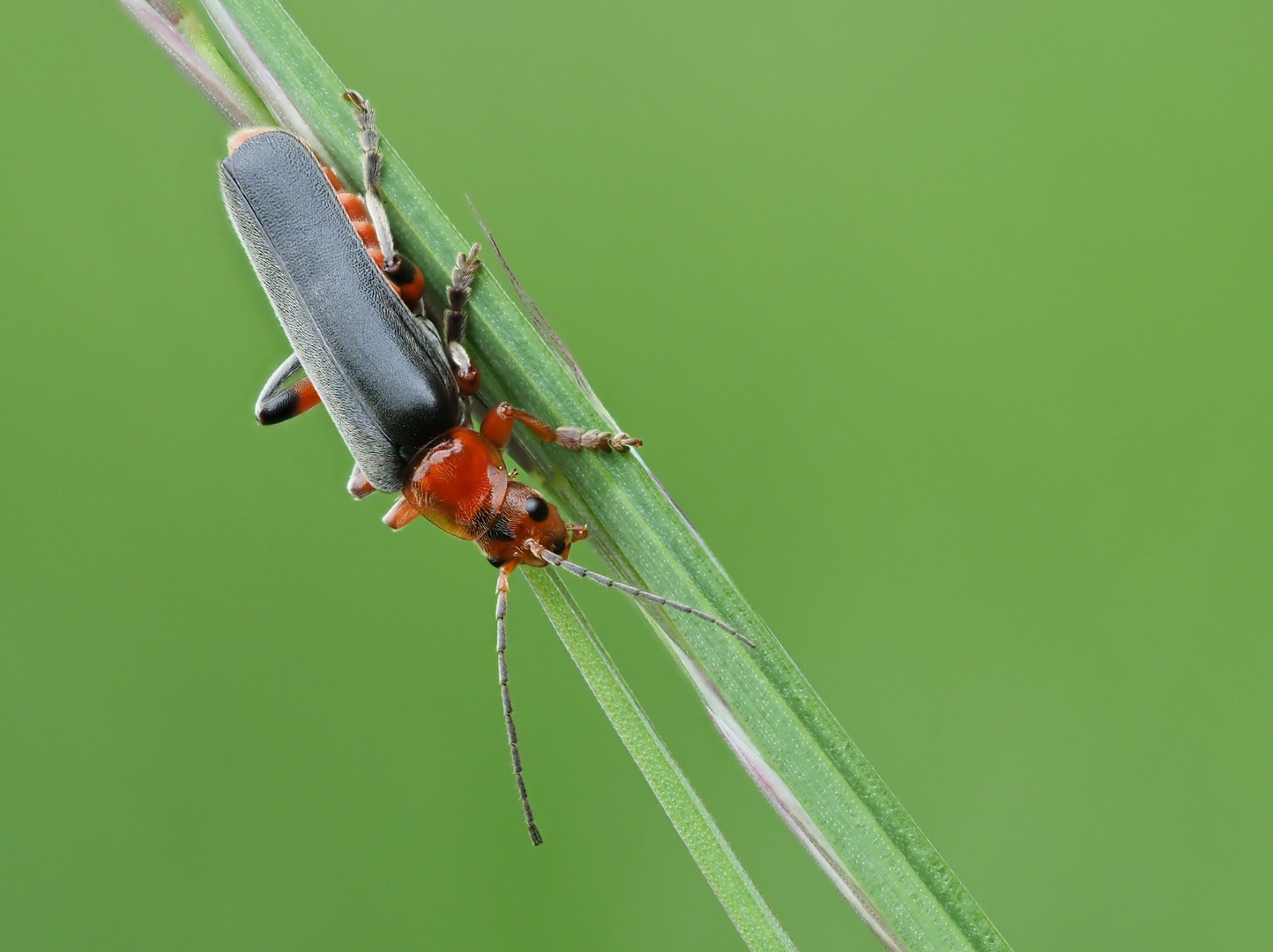 Soldatenkäfer (Cantharis rustica)