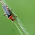 Soldatenkäfer (Cantharis rustica)