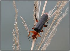 Soldatenkäfer (Cantharis rustica)