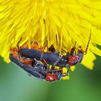 Soldatenkäfer (Cantharis rustica)