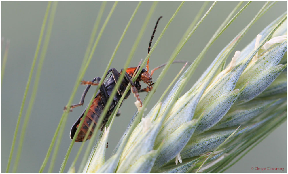 Soldatenkäfer (Cantharis rustica).