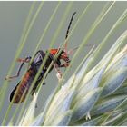 Soldatenkäfer (Cantharis rustica).