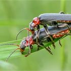 Soldatenkäfer (Cantharis rustica) 