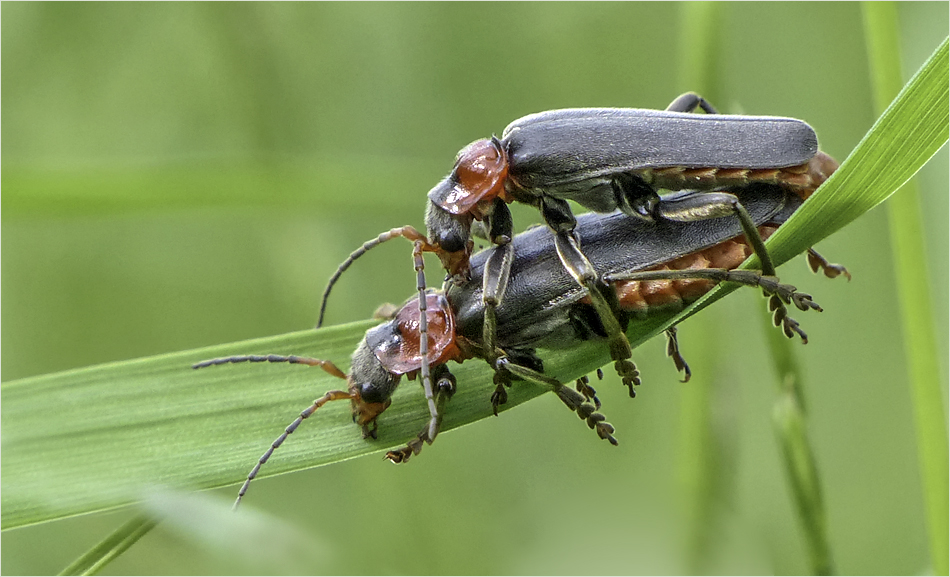 Soldatenkäfer (Cantharis rustica) 