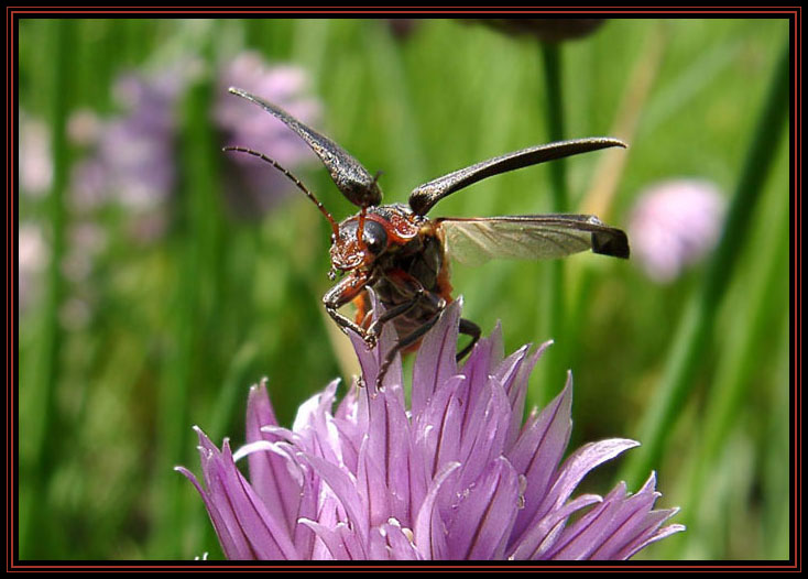 Soldatenkäfer - Cantharis rustica