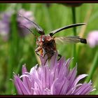 Soldatenkäfer - Cantharis rustica