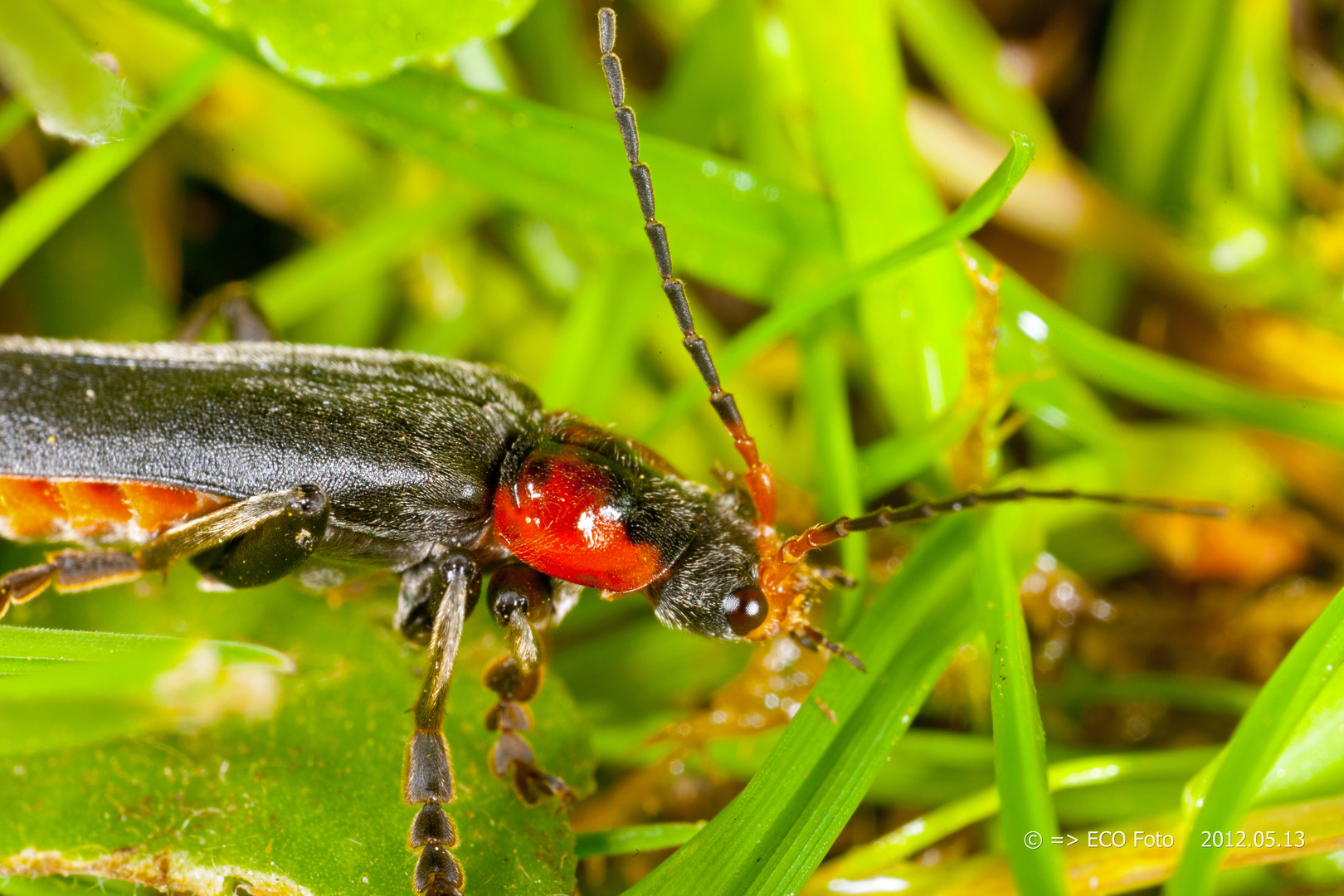 Soldatenkäfer Cantharis rustica