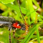 Soldatenkäfer Cantharis rustica