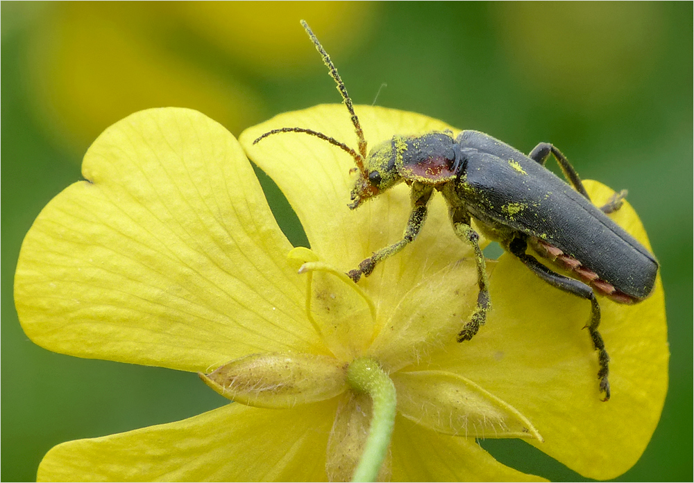 Soldatenkäfer (gemeiner Weichkäfer)