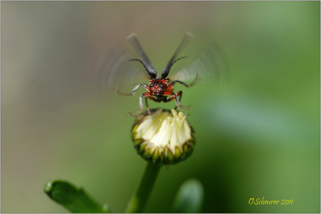 Soldatenkäfer  - Ready for take off lll