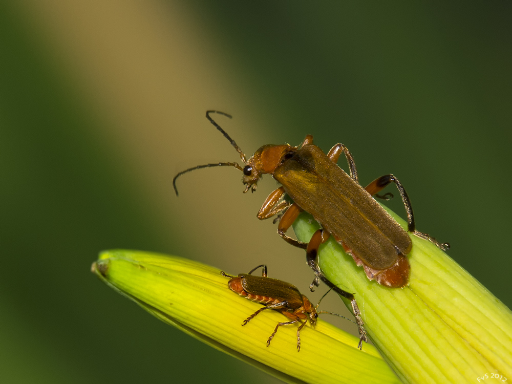 SOLDIER BEETLES