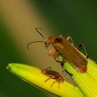 SOLDIER BEETLES