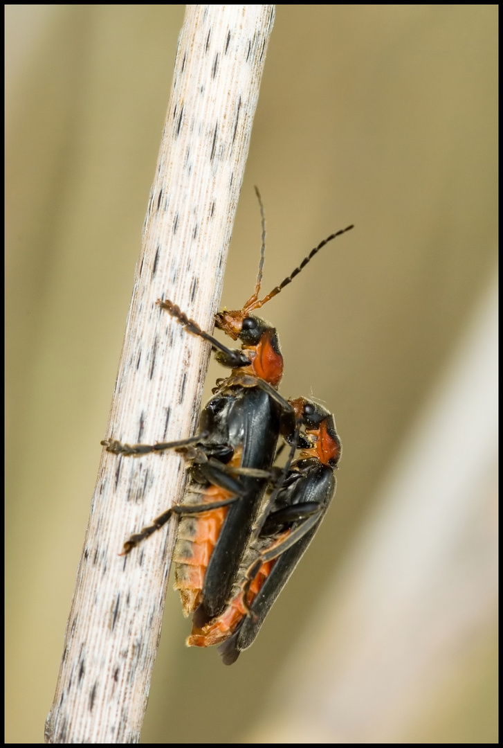 Soldier beetles